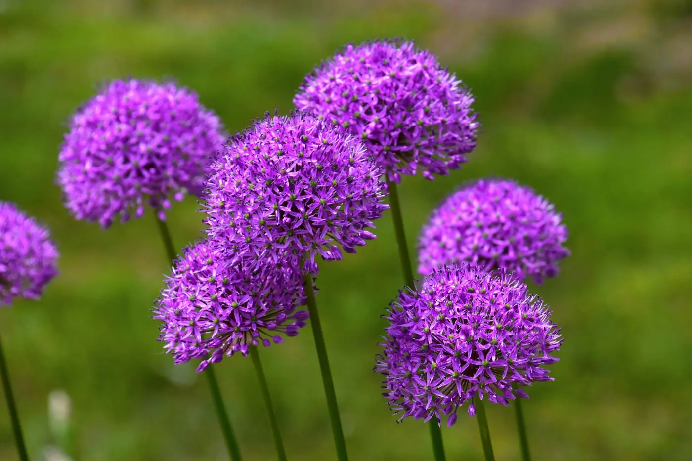 Purple allium heads standing above green foliage in a garden border