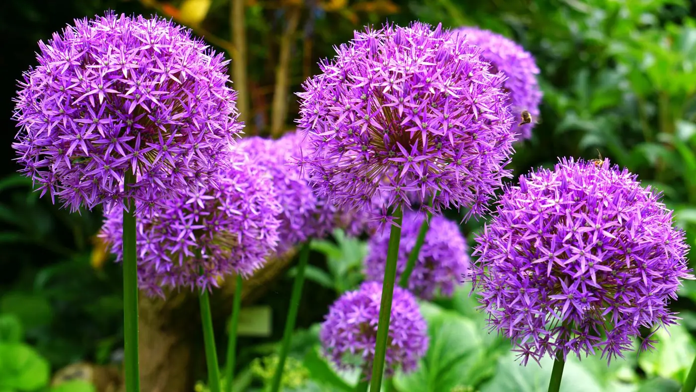 Purple allium flower heads in a green garden