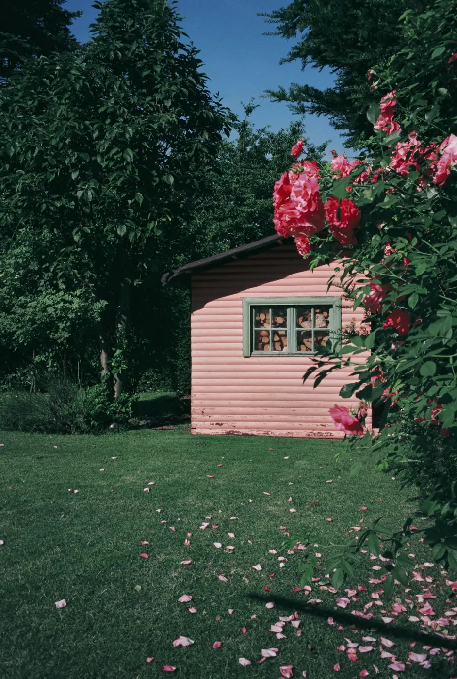Small pink garden studio among climbing roses and lawn
