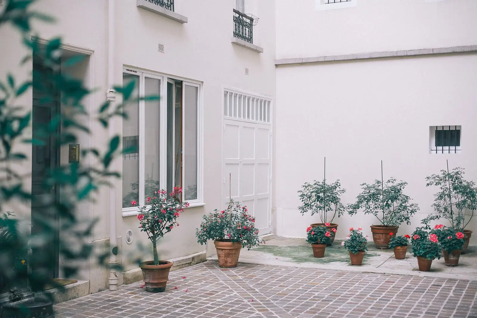 Sunny paved courtyard with potted trees and flowering shrubs