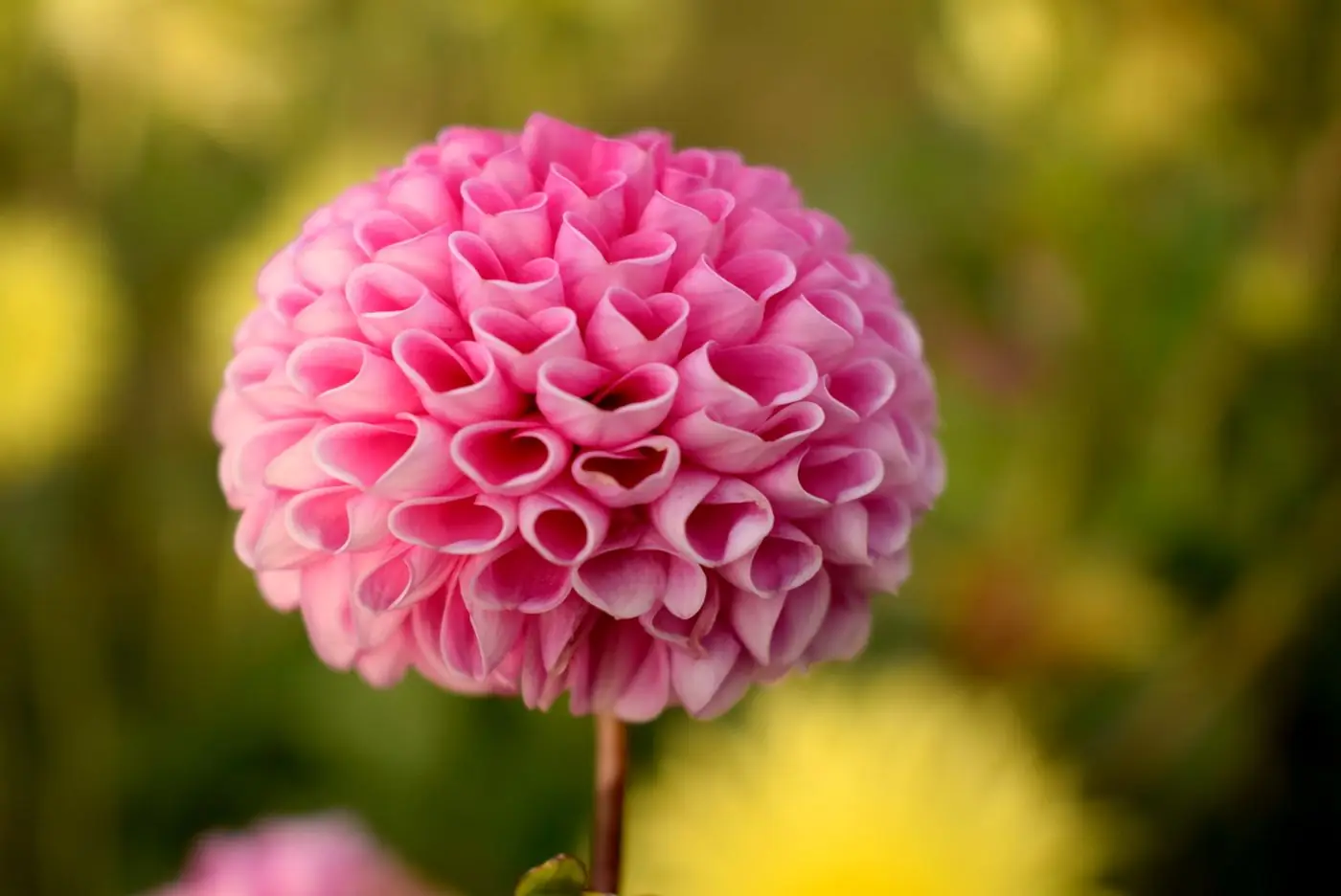 Pink pompon dahlia in soft focus with yellow flowers behind