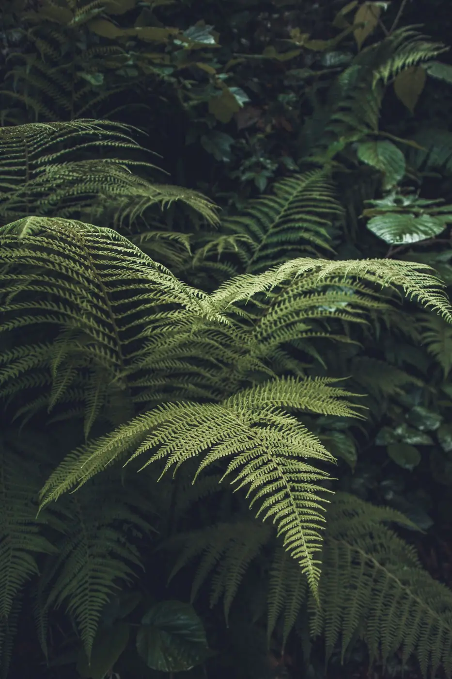 Dense green fern fronds in shade