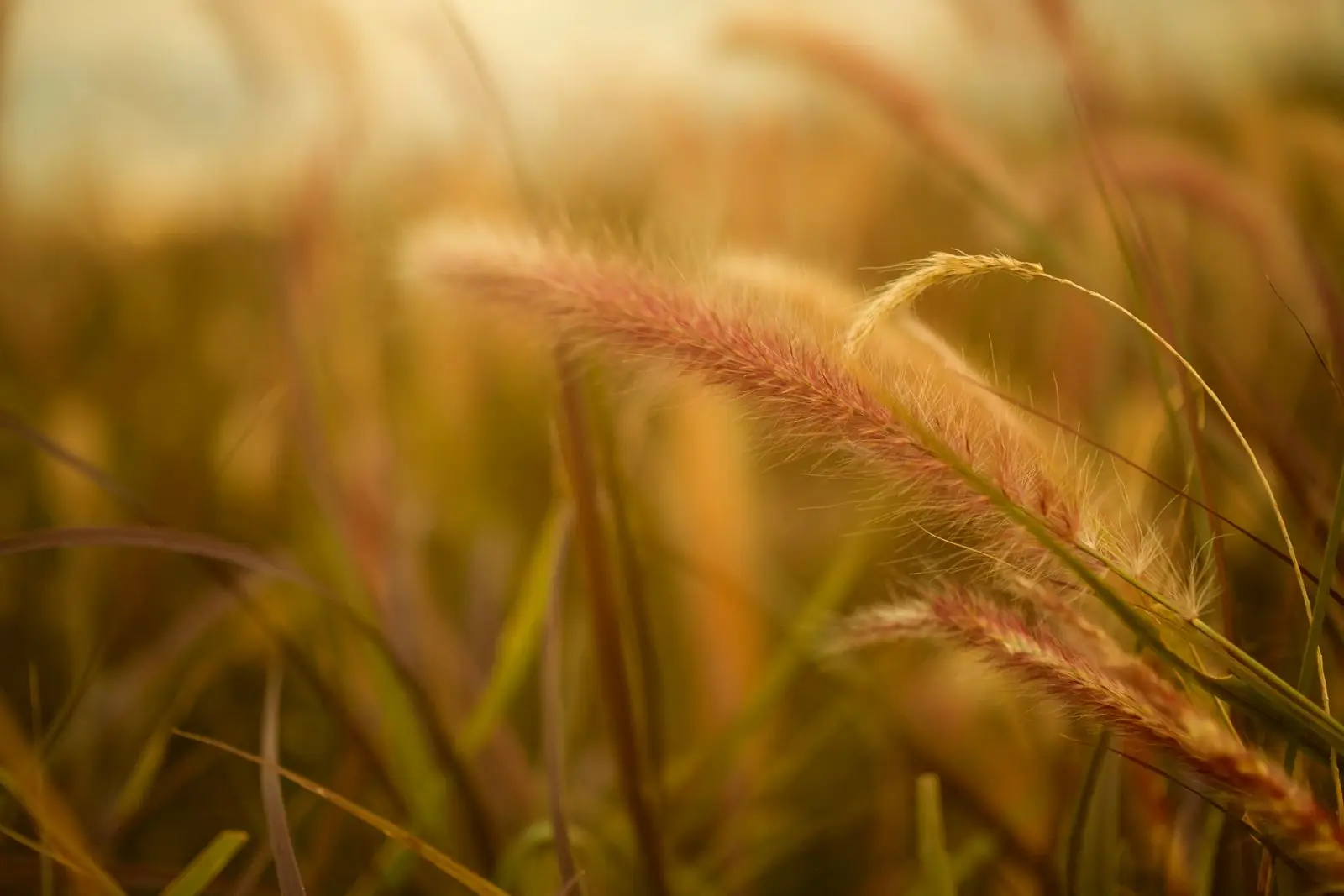 Ornamental grass seedheads glowing in golden autumn light