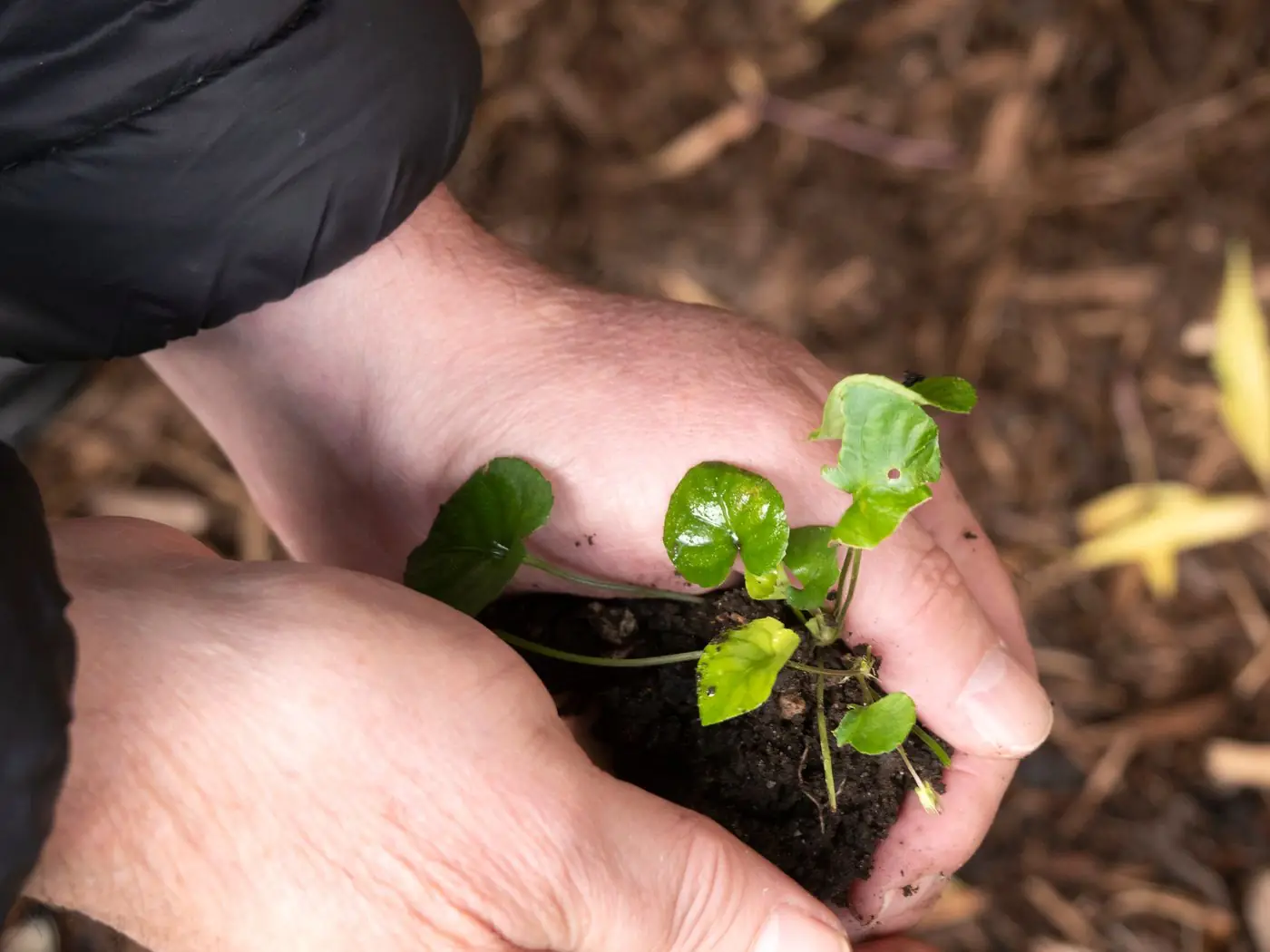 Hands holding a young seedling in garden soil