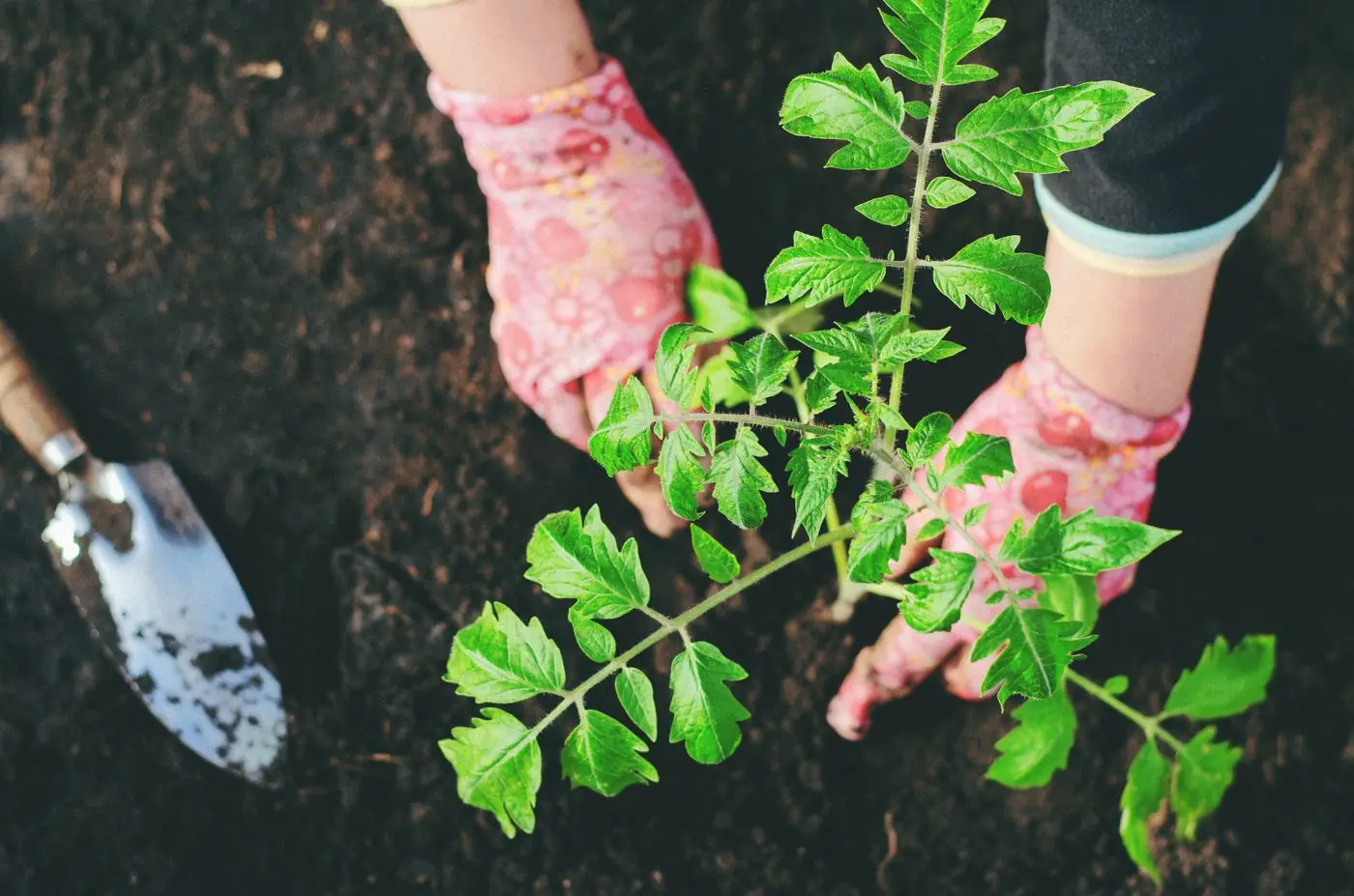 Gloved hands planting a young plant with a trowel