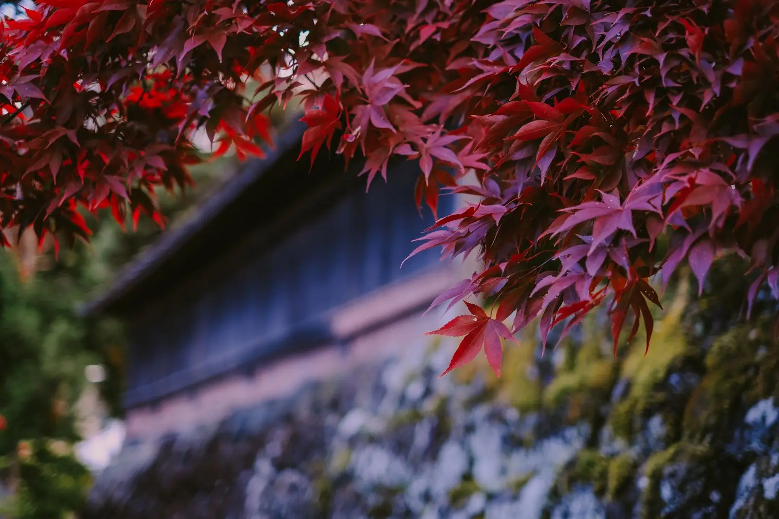 Red Japanese maple leaves in autumn above an old garden wall