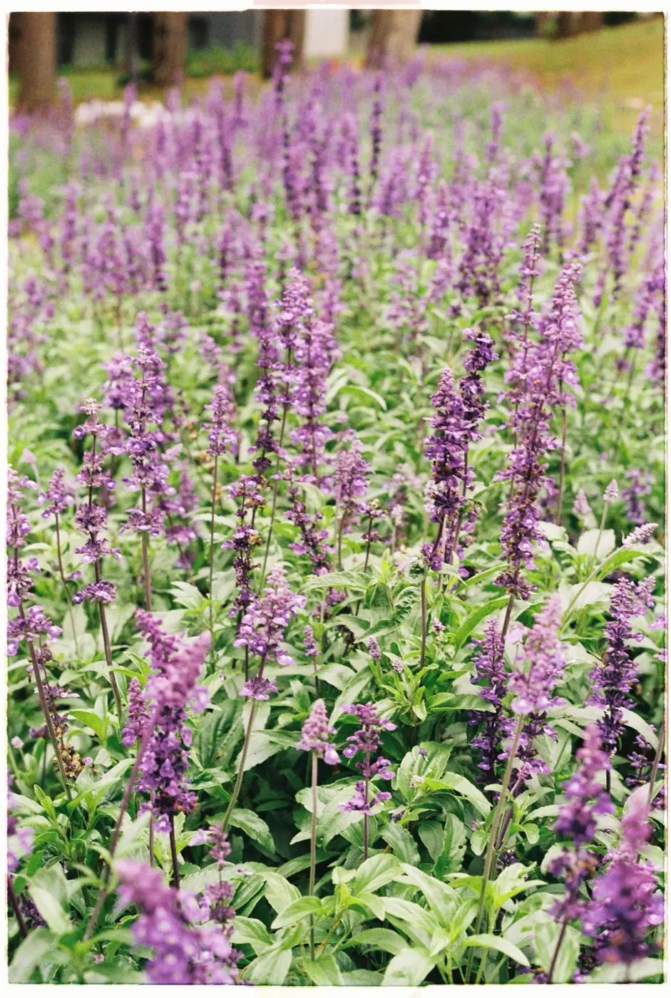Purple salvia flowers in a summer border