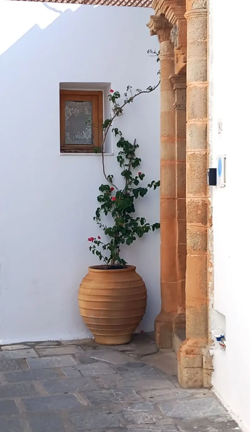 Terracotta pot with a climbing plant against a white wall