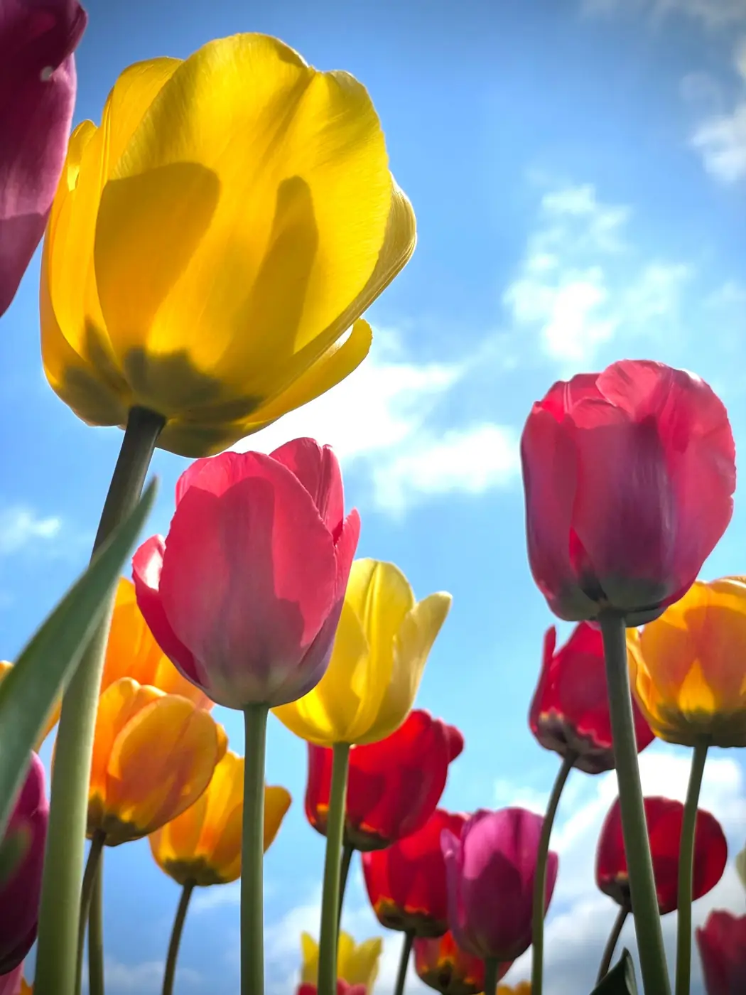 Red, pink and yellow tulips in flower against a blue sky
