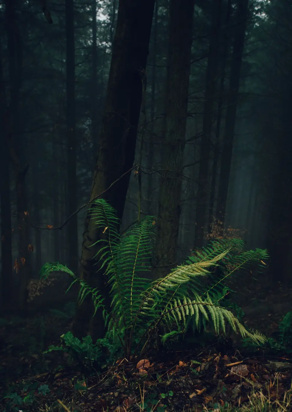 Fern growing in the dim light of a dense woodland